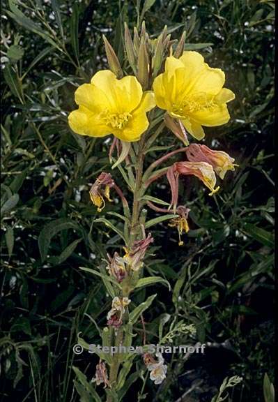 oenothera elata ssp hirsutissima 4 graphic